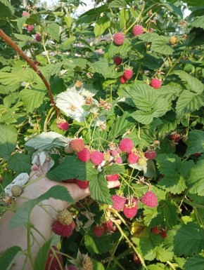 ����� ��� ����: ���-10 ����� ������������ ������ ��� ��������� �������