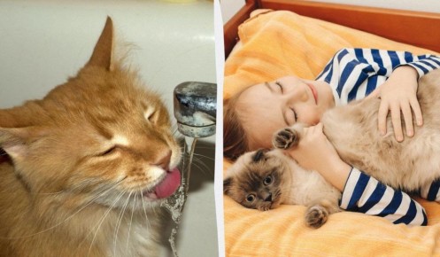 ����������� ��� �������� ��������