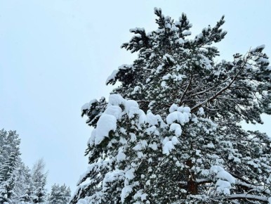 � ������ �������� ����� ������