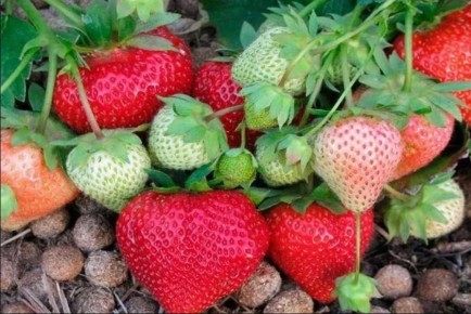 �������� � ������: ������� ��������� ����������� � ������� ������������� ��������