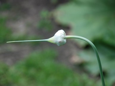 ��� ��������� �������� ������: ������� ��������� ������