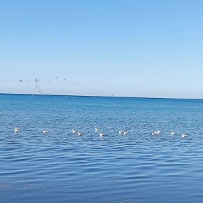 ���������� ������ �� �������: ������� �� ������� ���������