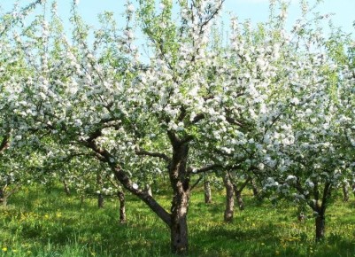 ������� ���, ���� ������� �������� �������