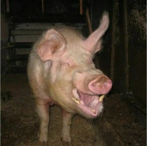 Трагедия в деревне: свиньи напали на любимца семьи