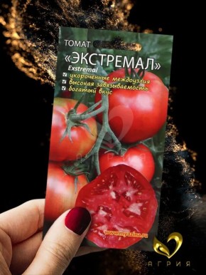 Томат Экстремал: в поле его не сломить