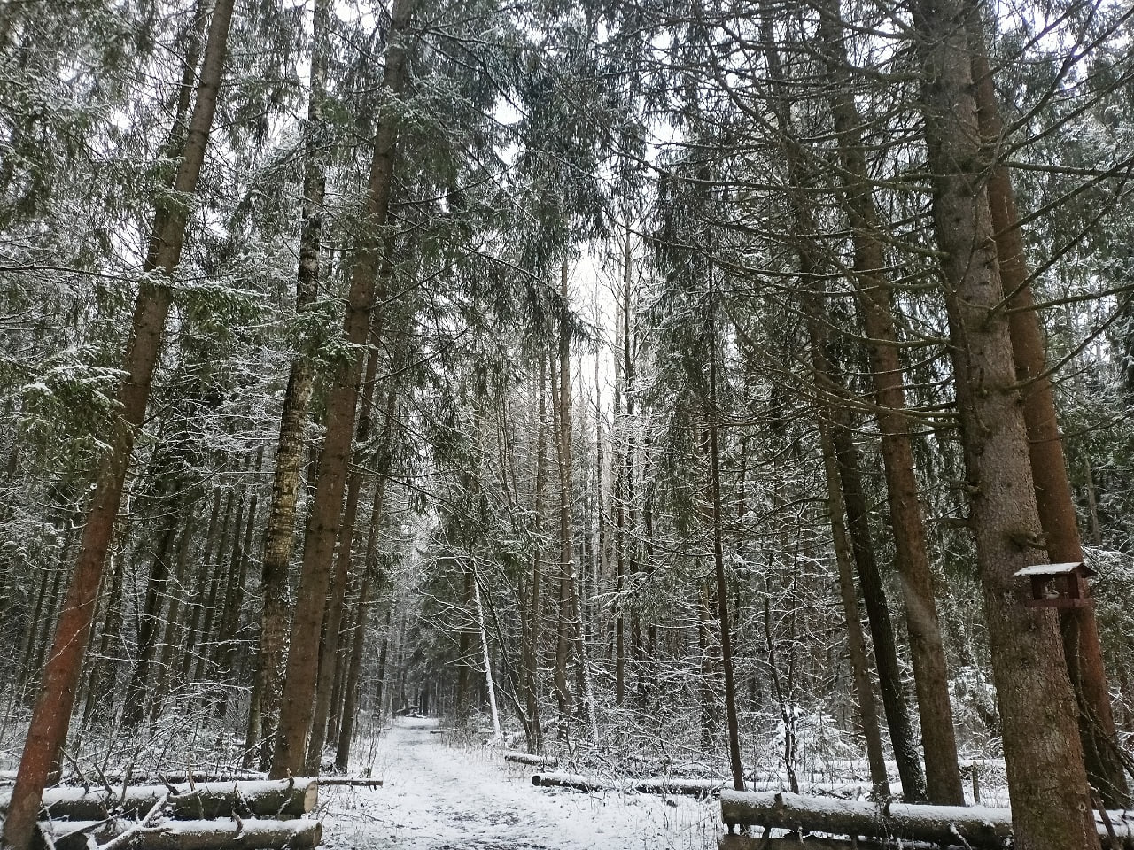 Андрей Тетерин проанонсировал проведение 13 аукционов для заготовки древесины