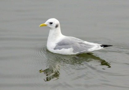 � ��������� ������� ��������� ���-10 ����� ����� ������������� ����