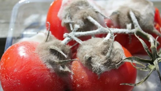 Реальные испытания органических фунгицидов: что действительно работает против плесени