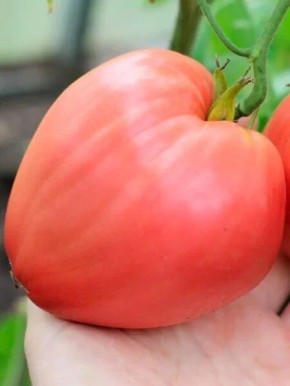 ����� �������� ������: ��� �������� ���������� ������ �������� ������