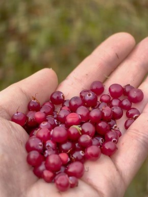 ���� ������� ���������, ������� ������������ ������ ����� � ��������� �����