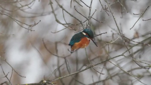 � ������ ������� ����� ������ ������ - ���������