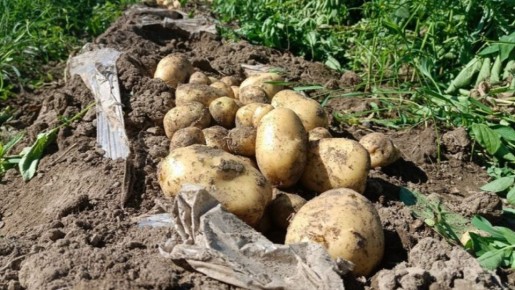 Как зашёл в хозяйстве новый подход к картофелю: 160 ведер с шестисотки без химии