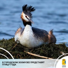 29 января в 14.00 в Кировском городском зоологическом музее (выставочный зал на ул. Советской, 17 в Нововятском районе) состоится открытие выставки «Чомга – птица 2026 года»