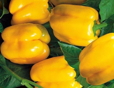 ��� ������� ������� ����� ��� ����� � ������: ���������� �������� �� ������