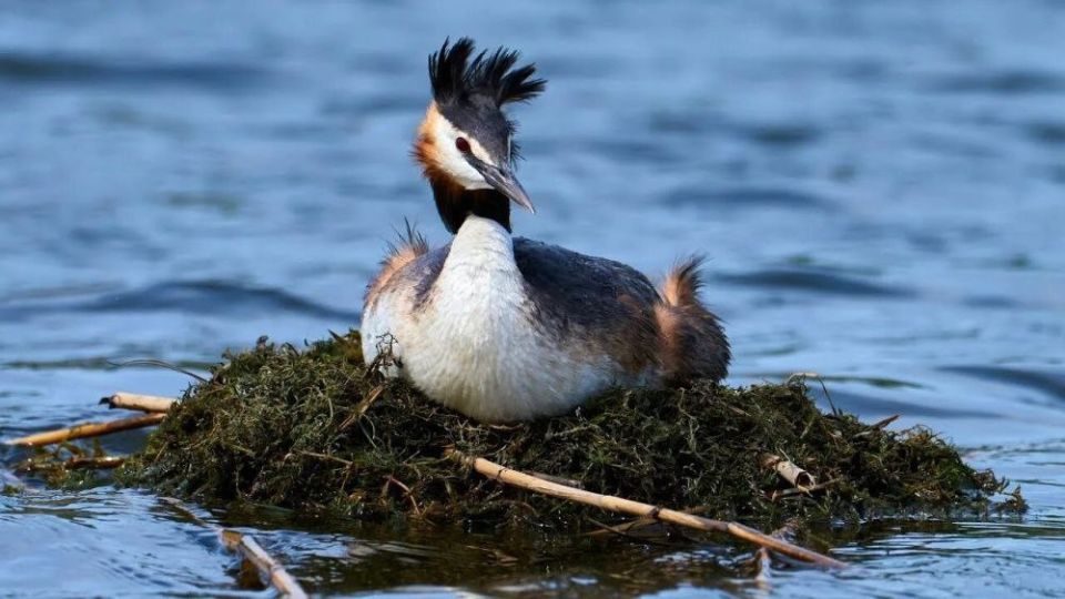 � ������ ������� ��������� ��������, ����������� ����� ����-2026