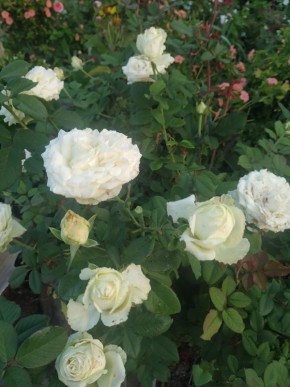 Розы?хамелеоны: почему кусты меняют цвет и когда это не повод для паники