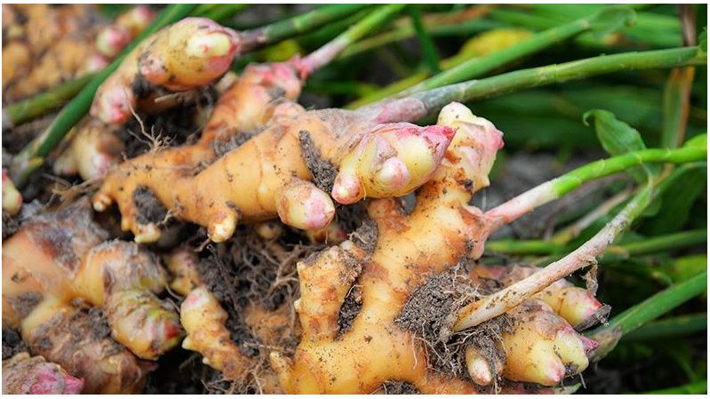 ��� ��������� �������� ������ ��� ����� �� 4 ������