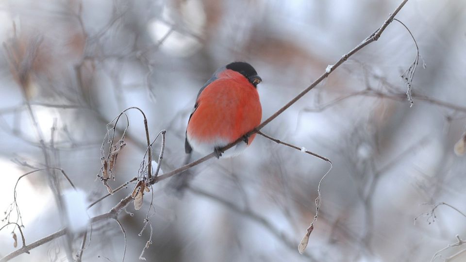 � ������ ������� �� ��� ��������� ������� ��������� �����������