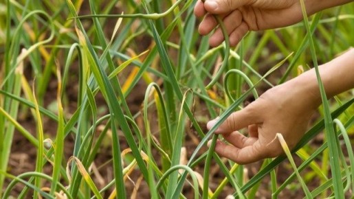 Как за 30 рублей спасти желтый чеснок от гибели и вернуть ему здоровье