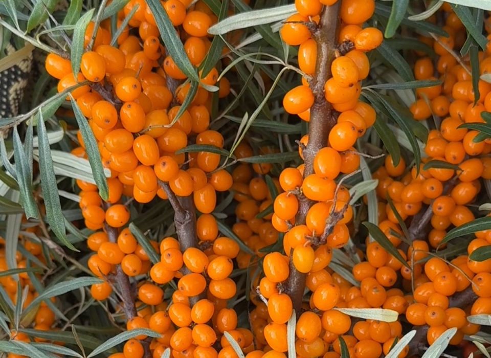 ������ ���������� ������������ �� ��������: 5 ������ ������