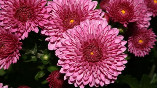 ��� ��������� �������� ����������: ������� ������ ��� ������� ��������