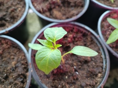 Как выбрать идеальный торф для рассады и избежать черной ножки