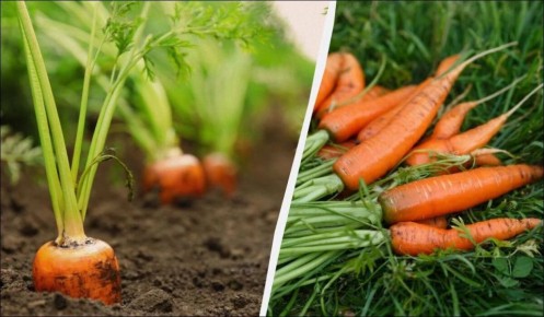 ����� ���������� �������: �������� ��� ��������� ��������