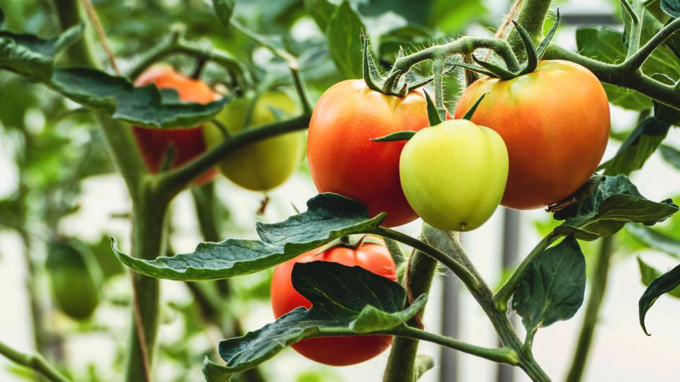 ������ � ������� ����������� � ������ ������: ������������� ��� ��� ��������