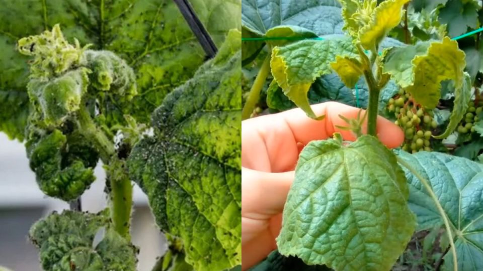 ��������� �������: ��� ��������� ������ �� 1978 ���� ������� ������ �� ���