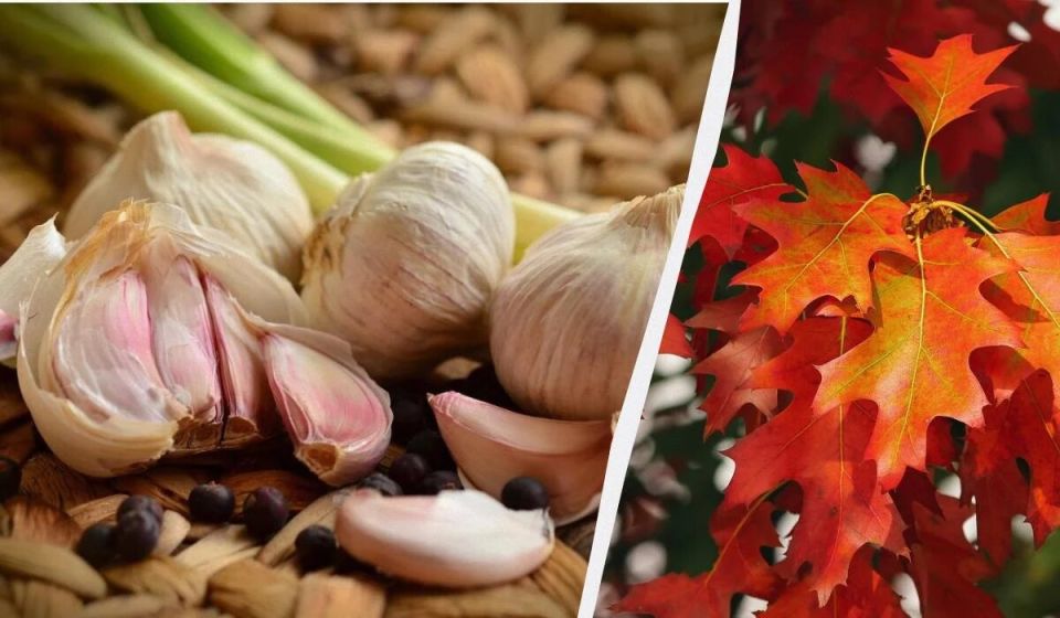 ������� �������� ������� ������� ������� � ������: �� �������� ����