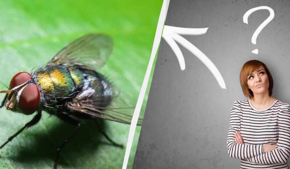 ��� ���������� �� ��� �� �����: ����������� ������, ������� ��������� ������