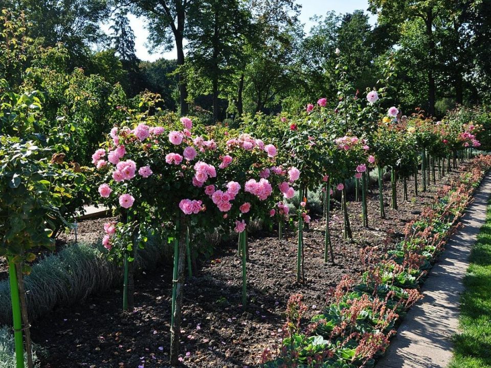 ������ ������� ���: ������� ������ �������� � �������� ����� ������