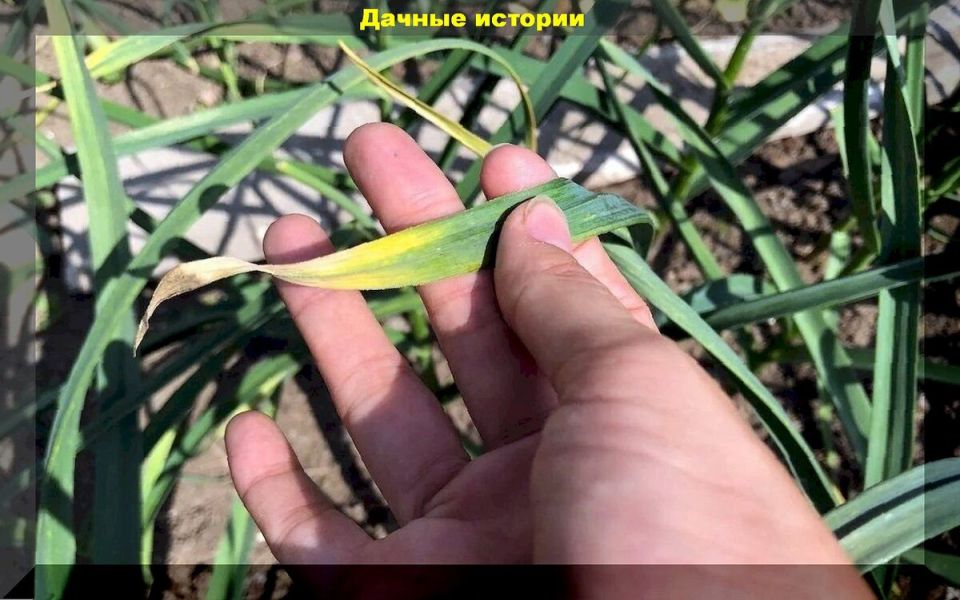 ��� ������� ������: ���������� � �������� � ��������