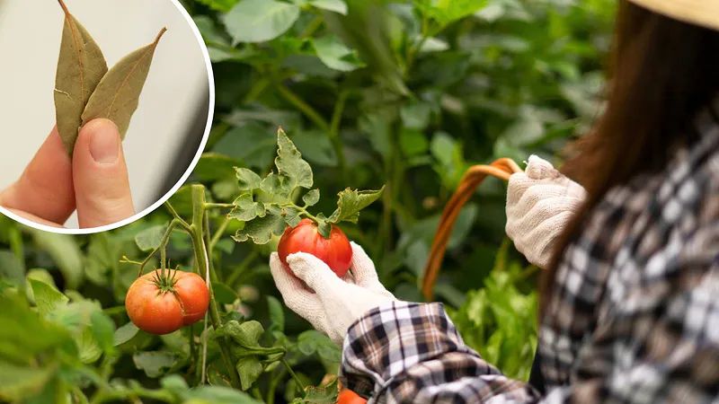 ��� ������� ����������� ��������� �� ��������� ����� � ������� ��� ��������� ������