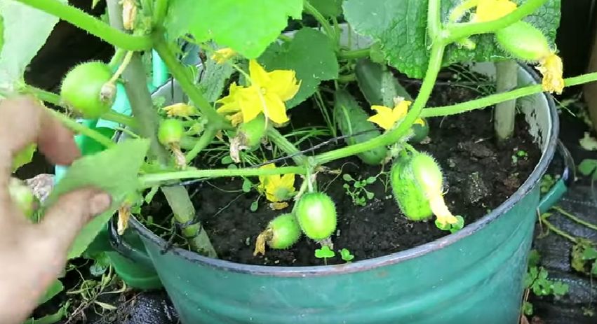 ������ ������ ������� F1 ��������� ������ ����� � ���������