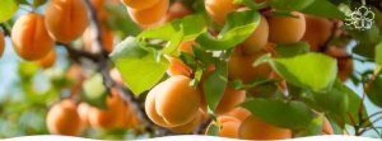 �������, �� ������� ������� �� ����������: ��� ������ ������