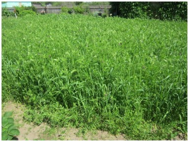 ����-������� �����: ������� ��������� ������ � ������� ��� ��������� �����������