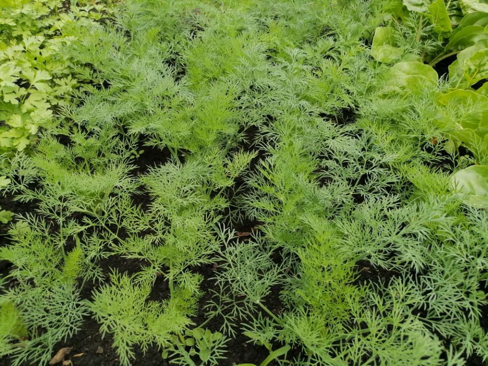 ����������� ��������� ������: ������� ���������� � ������������� �����