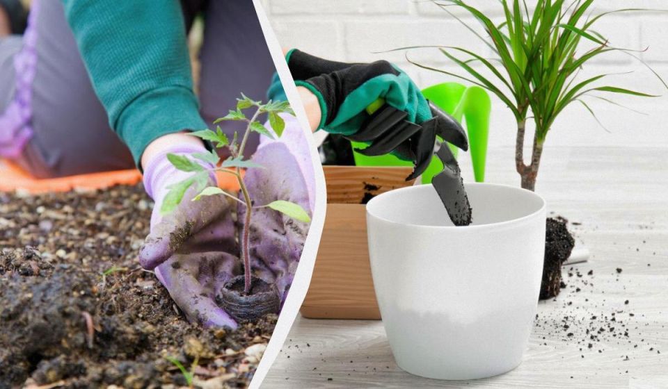 ��� ������ � �������: ������� ��������� ���������� ����� ����� �����