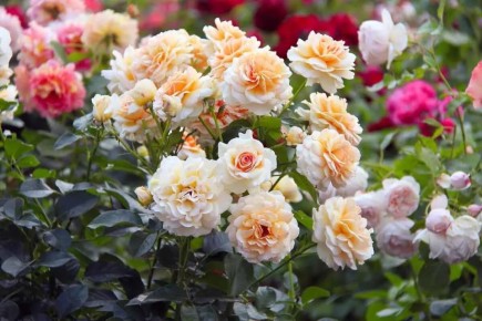 ��� �������� ����� � ������� ����: ���������� ������� ����������