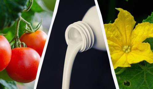 ����� �������� �������: ������� � ������������ ��� ����� ������� ������