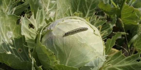 ����������� ��������� ������ � ���������� �� �������: ������ ������� ���������