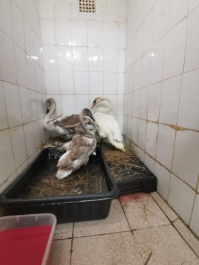 � ��������� ������ "������� ������" � ���� ��������� ���������� ���� �������