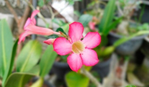 ��� ��������� �������: ������� ��������� ���������