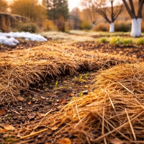 ����� ������� ������ ������, ����� �� ��������� soil?