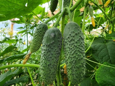 ��� �������� ������������ ������� � �������: ������ �� ���������