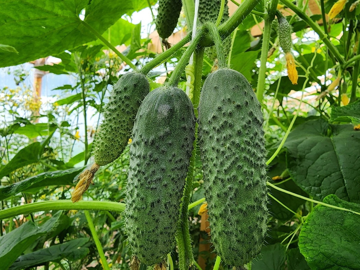 Как продлить плодоношение огурцов в августе: советы по подкормке