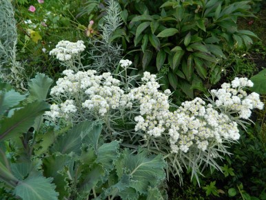 ����������� ��������: ��������� ���������� ��� ������ ��������