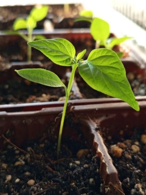 ��� ��������� ������������� ������� ������: �������� ��� ��������?