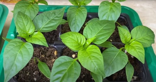 ������� ��������� ������ ����� � ������� 2026 ����